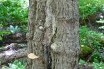 PICTURES/Cabot Trail - Coves, Forests, Trails and Falls/t_Lone Shieling Shrooms20.JPG